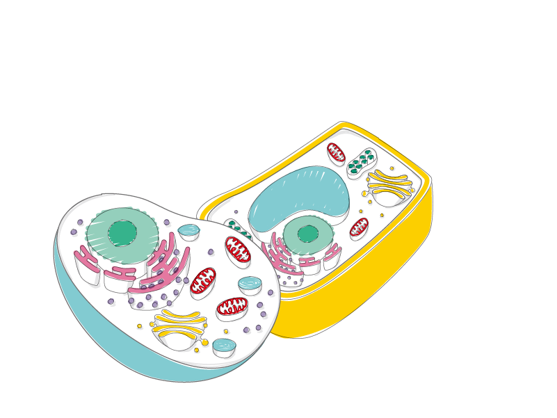 イラストでわかるやさしい生物学