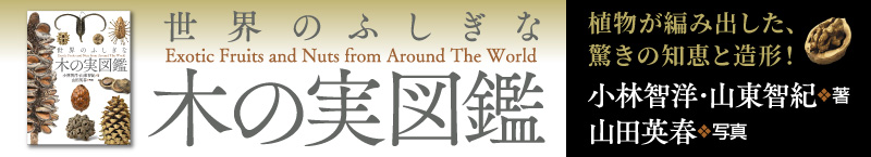 世界のふしぎな木の実図鑑特設サイト